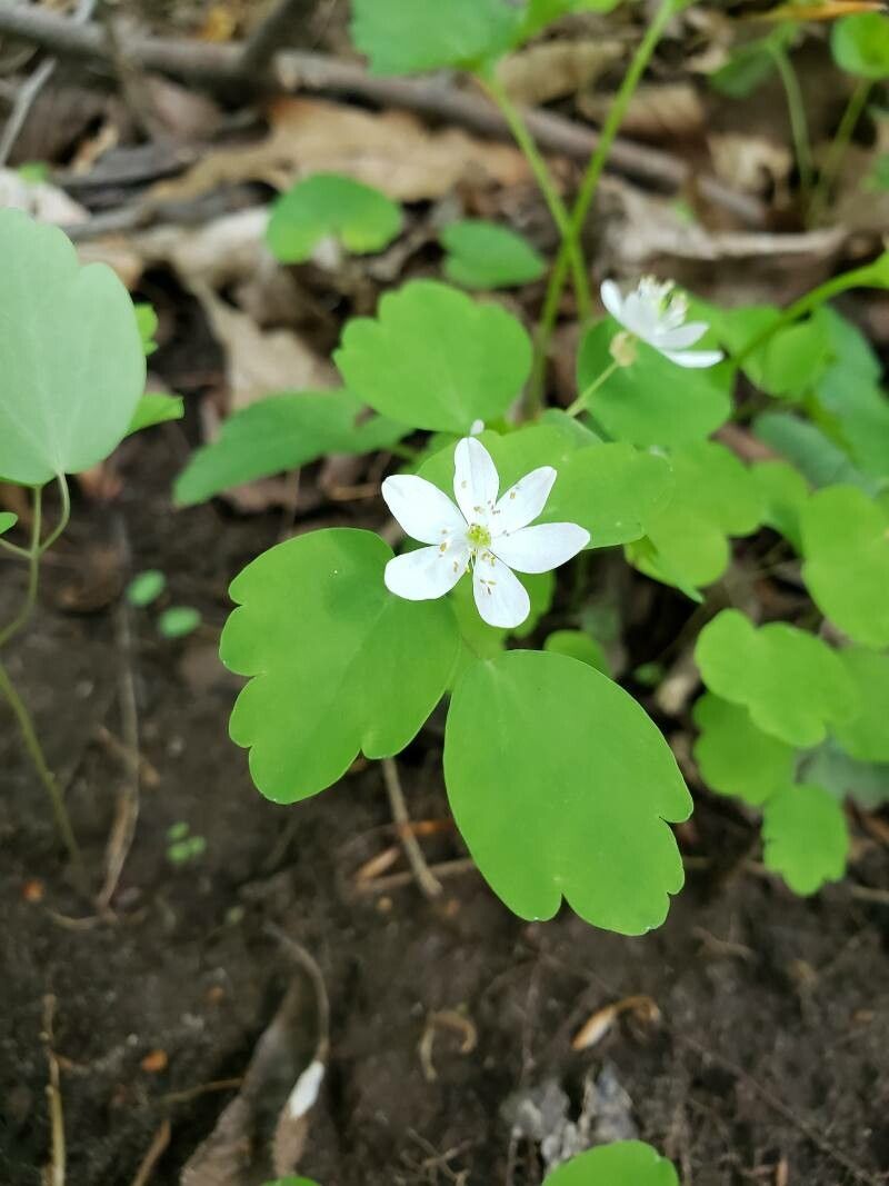 Thalictrum thalictroides flower