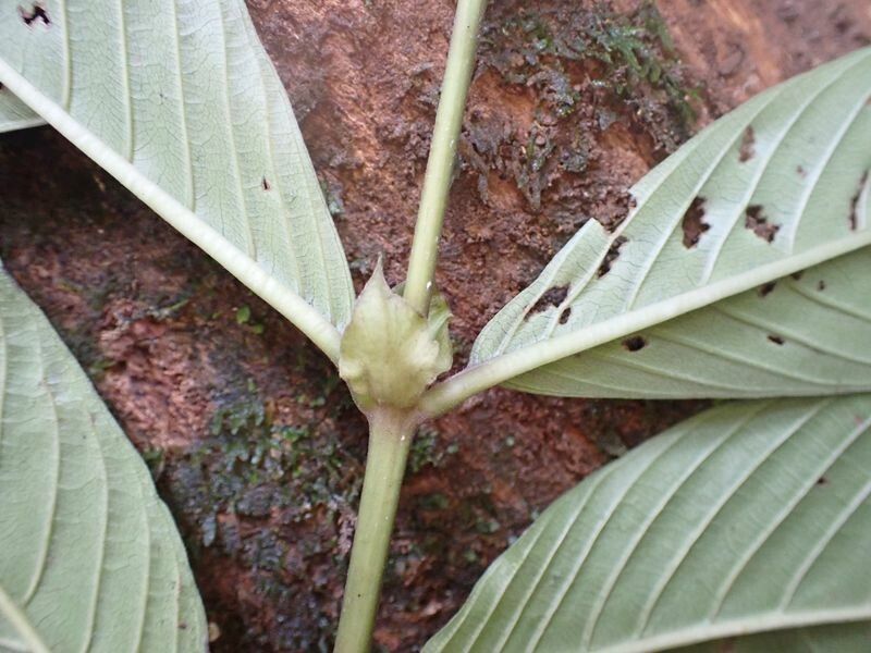 Pauridiantha floribunda — houseplant care guide