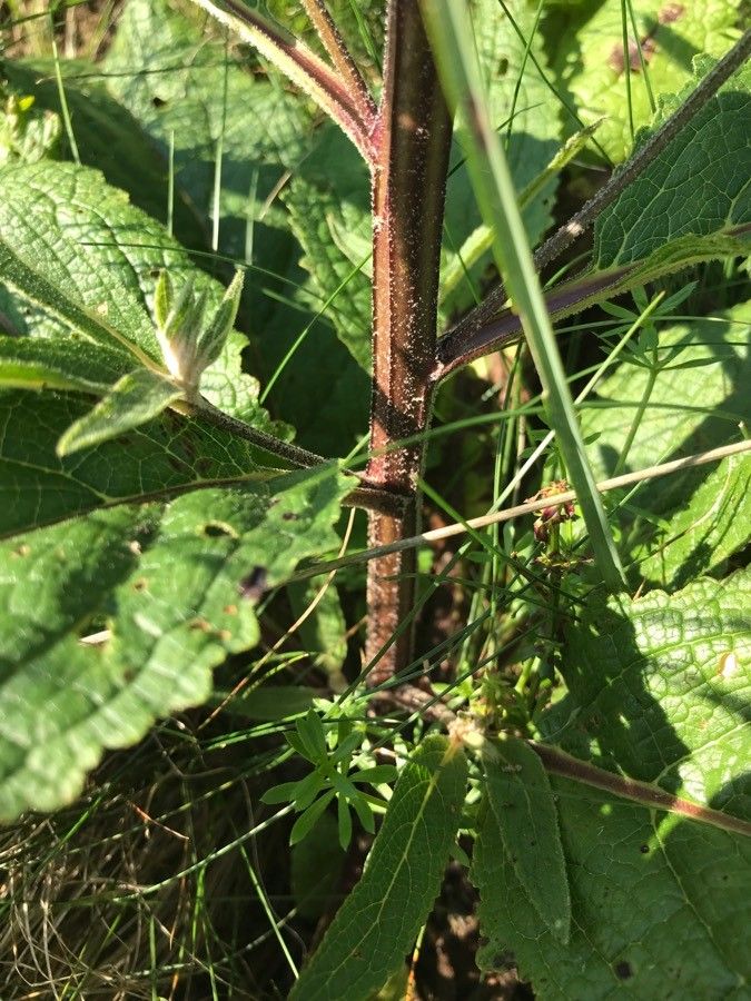 Verbascum austriacum bark