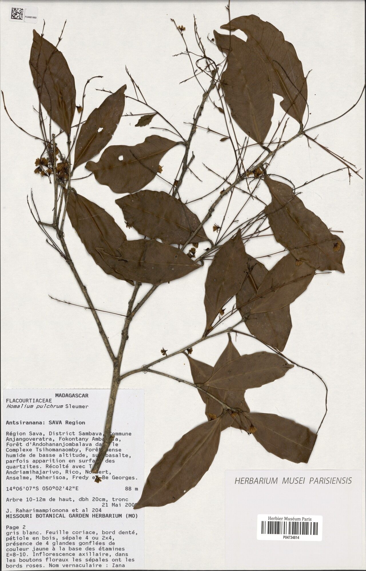 Homalium graciliflorum — houseplant care guide