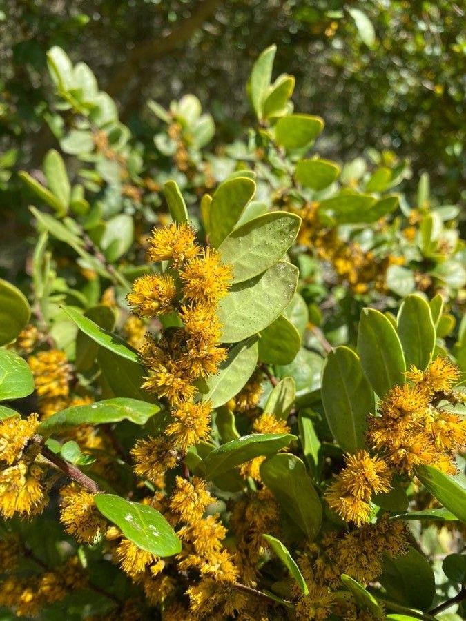Azara integrifolia flower