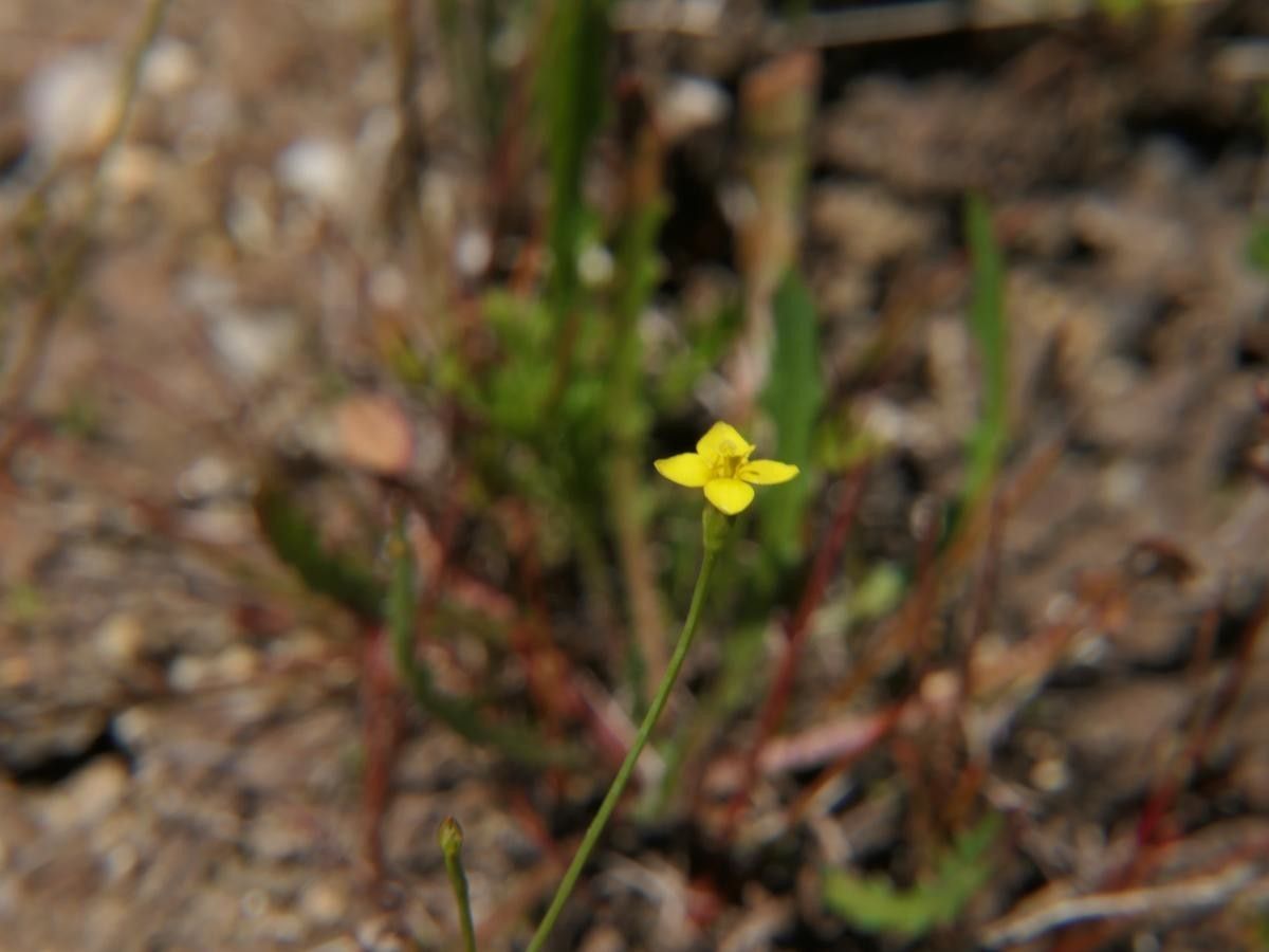 Cicendia filiformis fruit