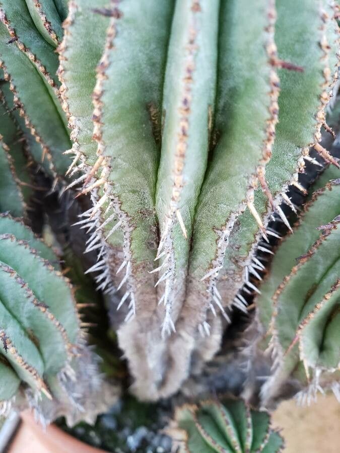 Euphorbia cereiformis — houseplant care guide