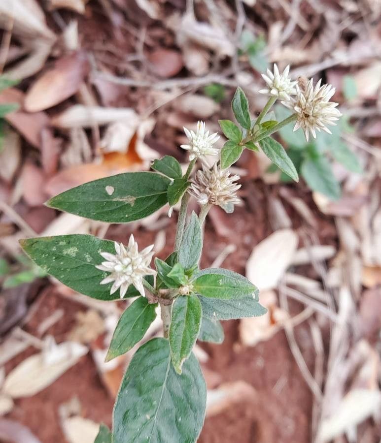 Gomphrena elegans flower