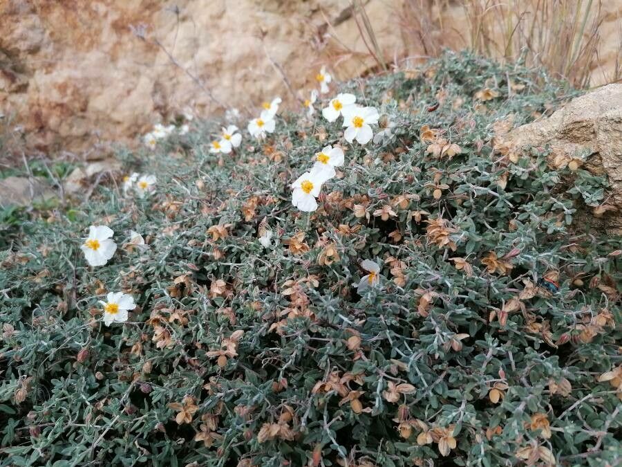 Helianthemum almeriense habit