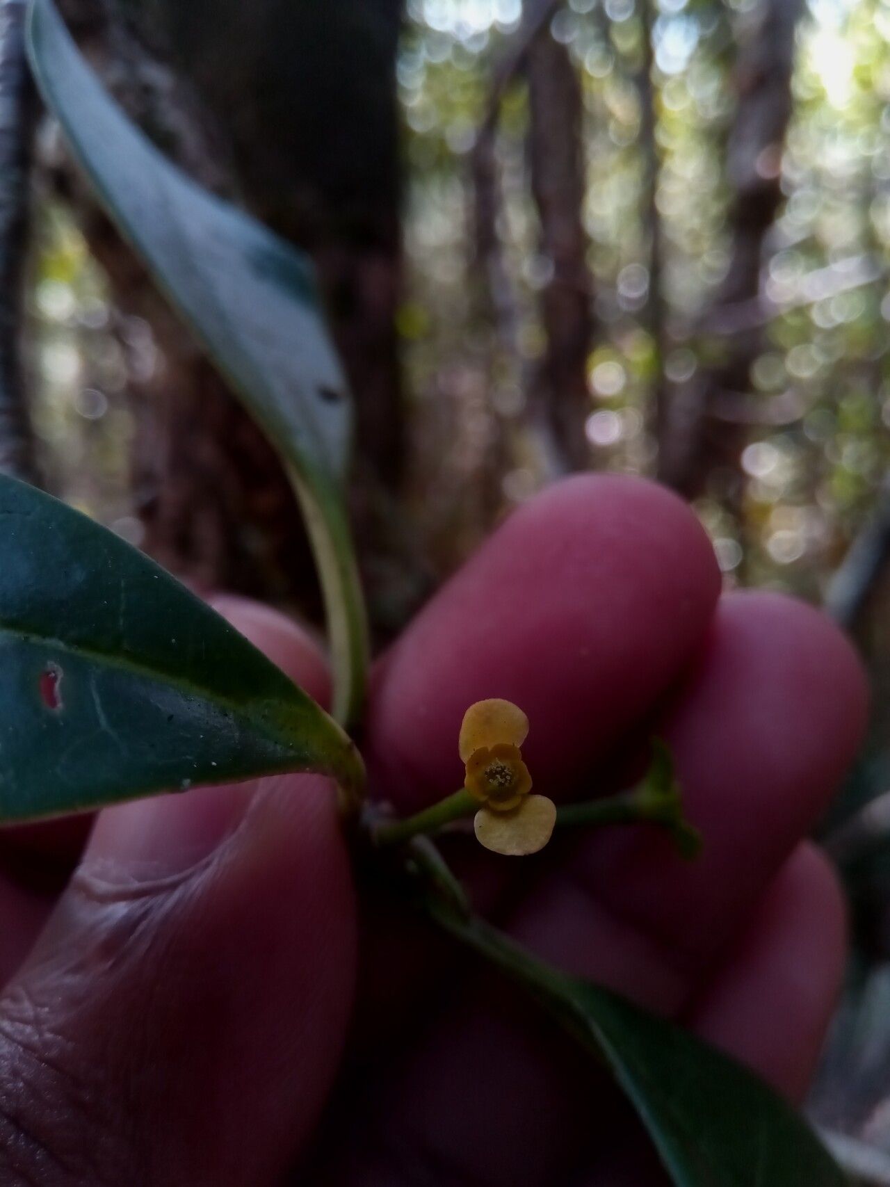 Euphorbia erythroxyloides flower