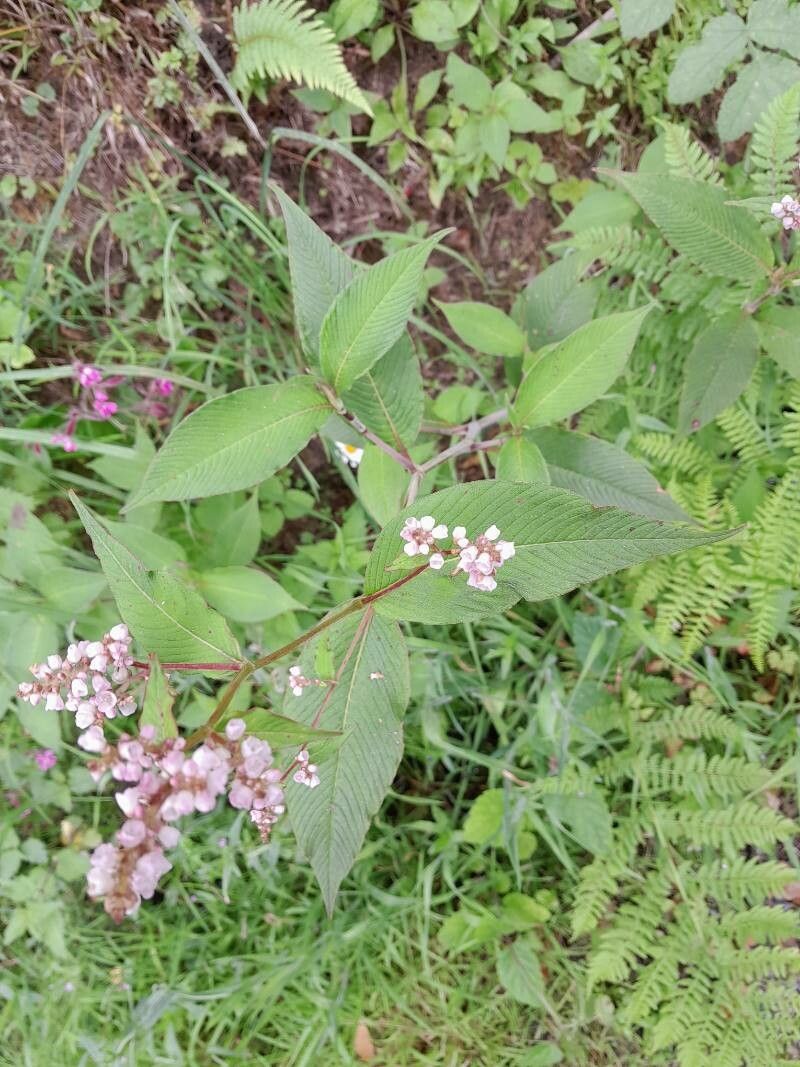 Koenigia campanulata habit