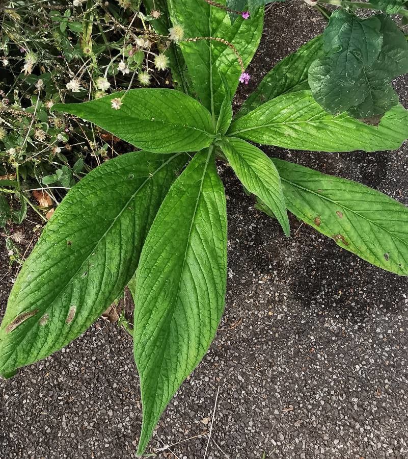Echium strictum leaf