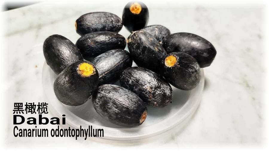 Canarium odontophyllum — search result for 'Brunei'