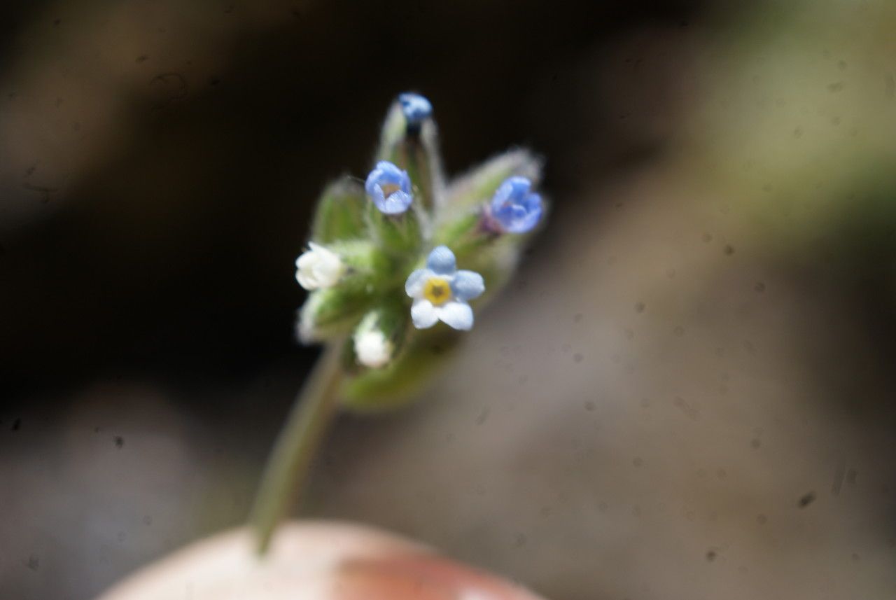 Myosotis dubia flower