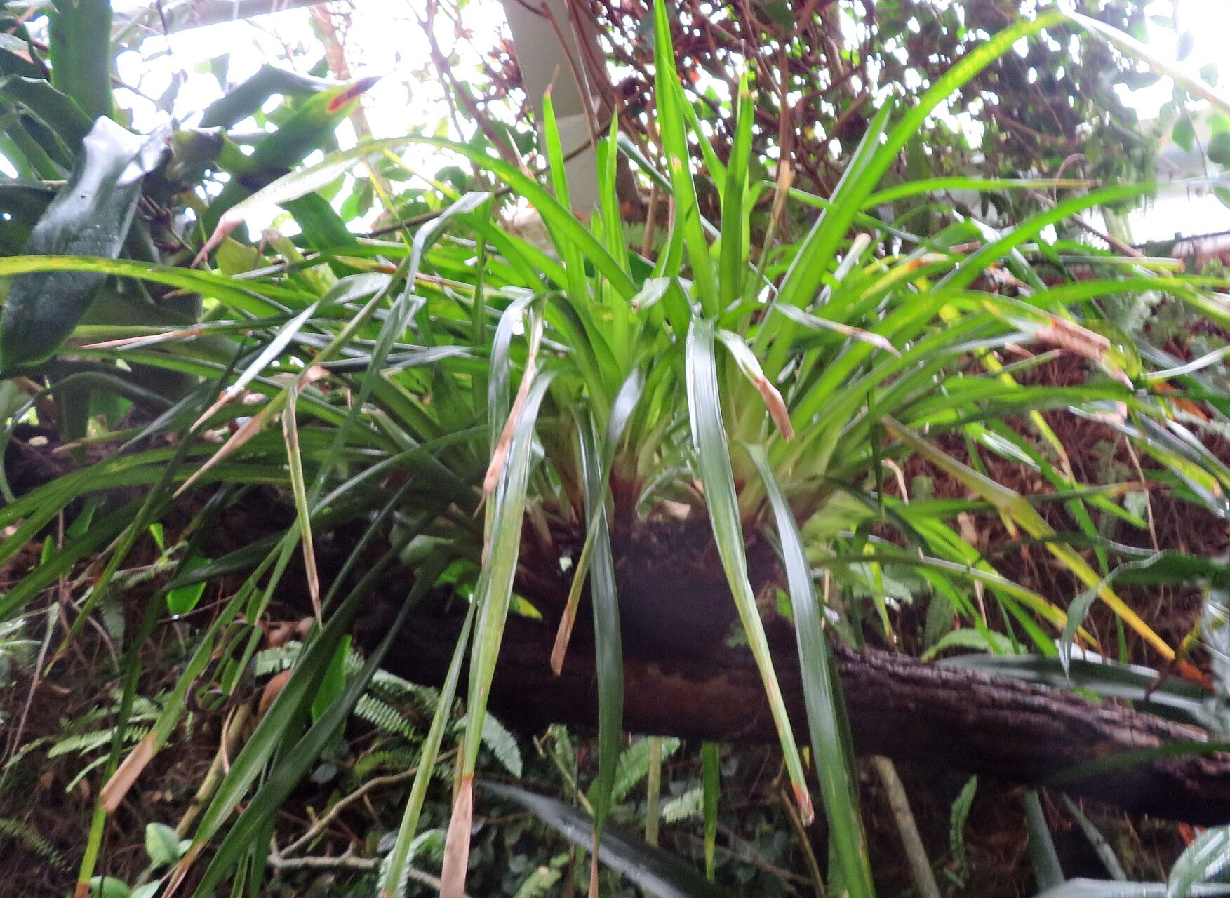 Guzmania acorifolia habit