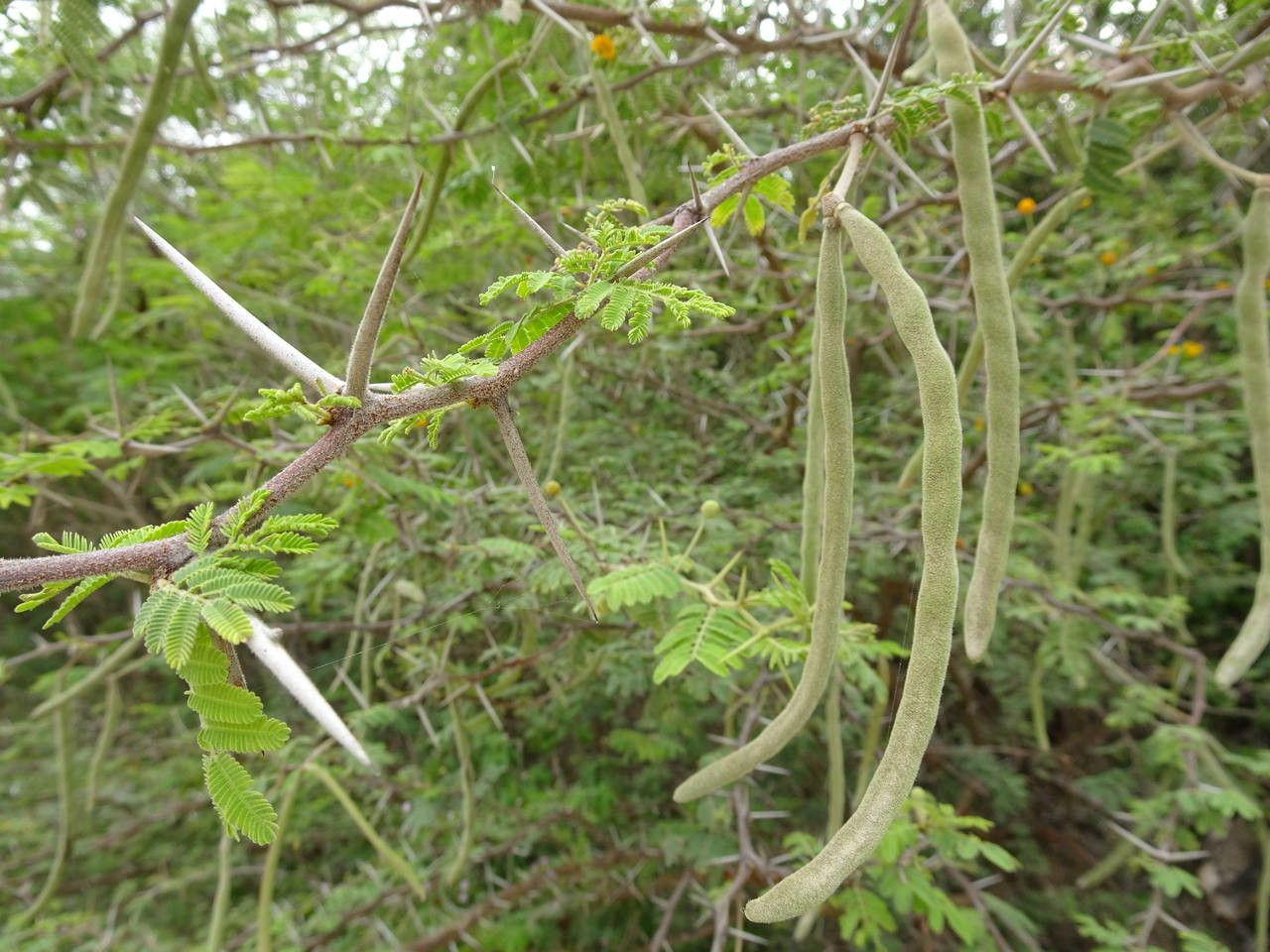 Acacia tortuosa fruit