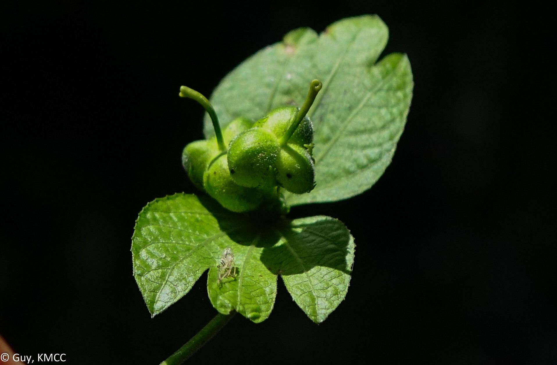 Dalechampia chlorocephala fruit