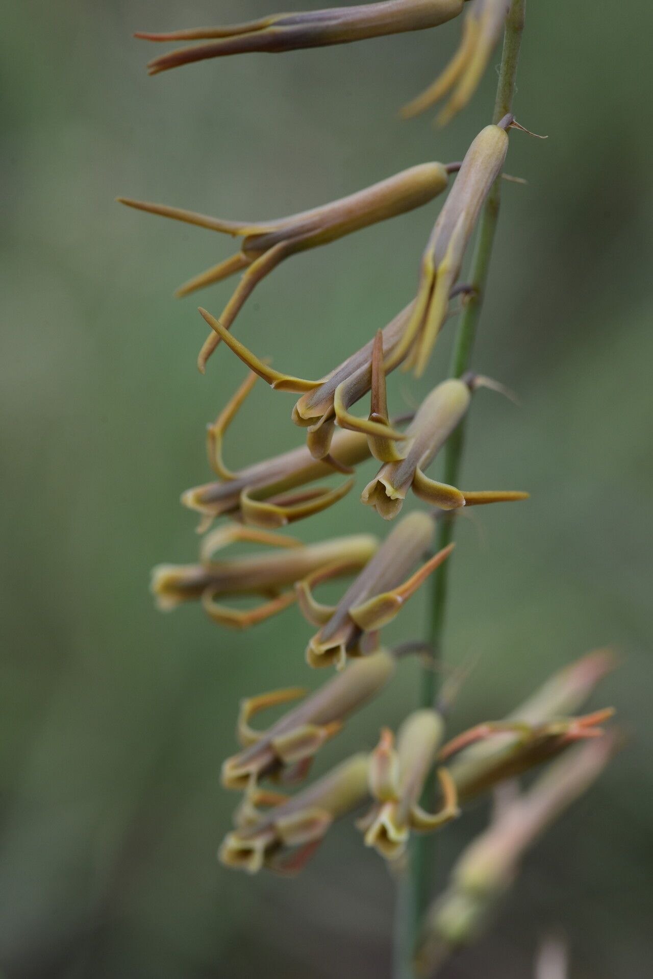 Dipcadi heterocuspe flower