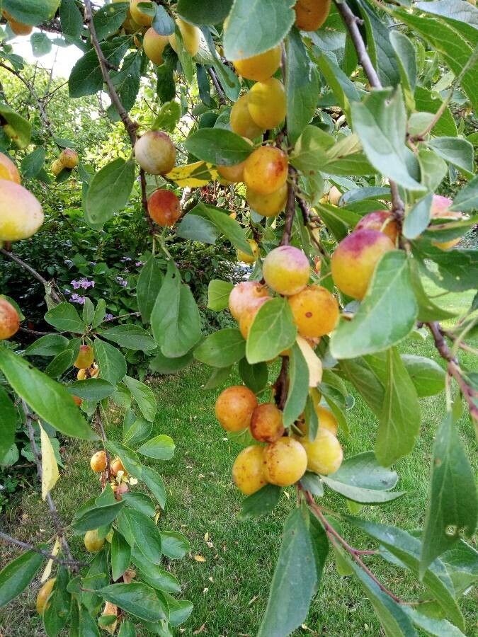 Prunus x cerea fruit
