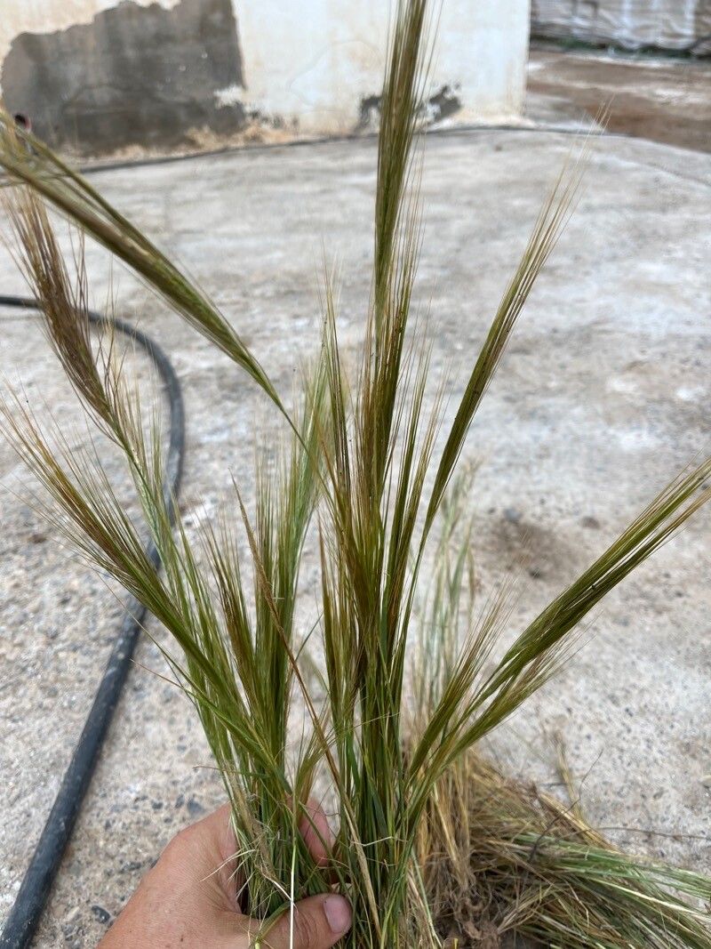 Stipellula capensis leaf