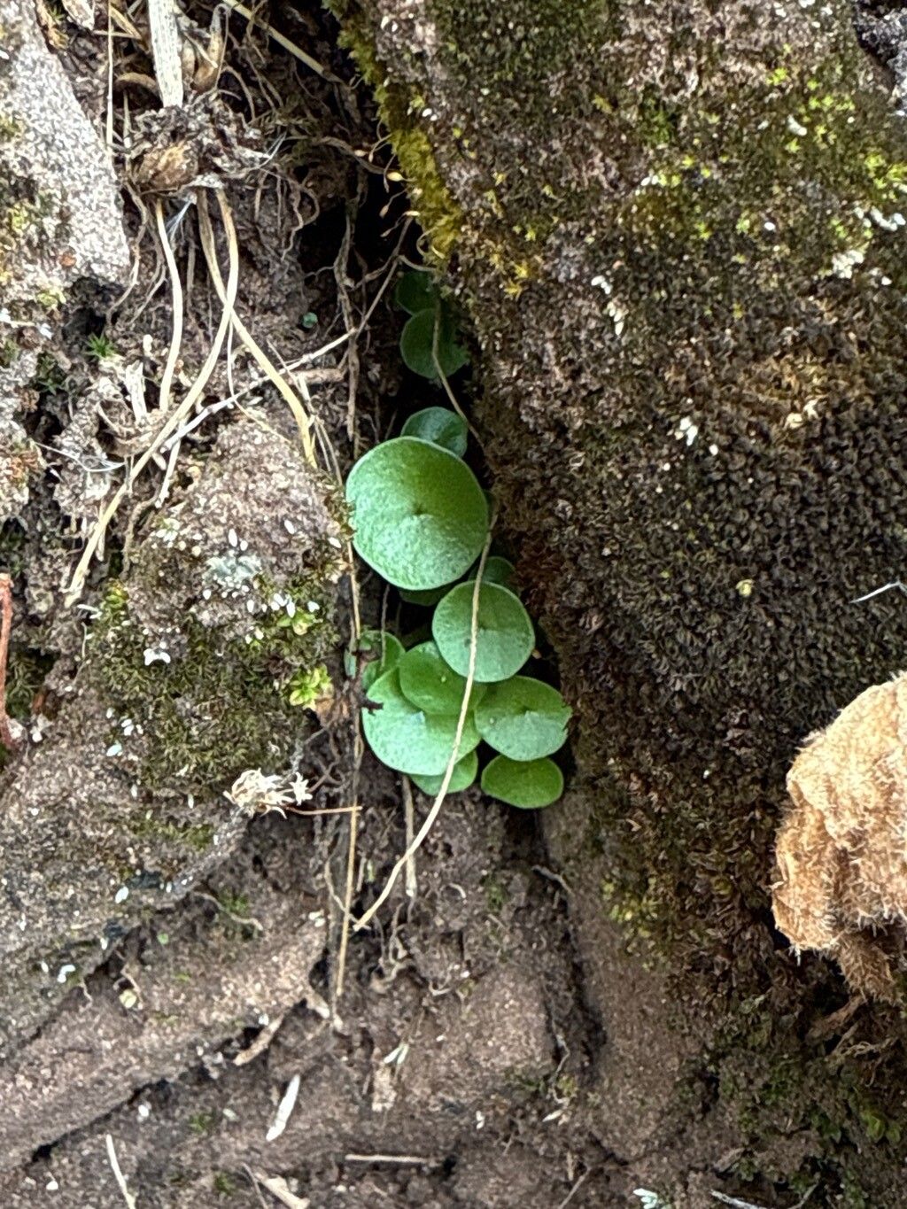 Peperomia peruviana leaf