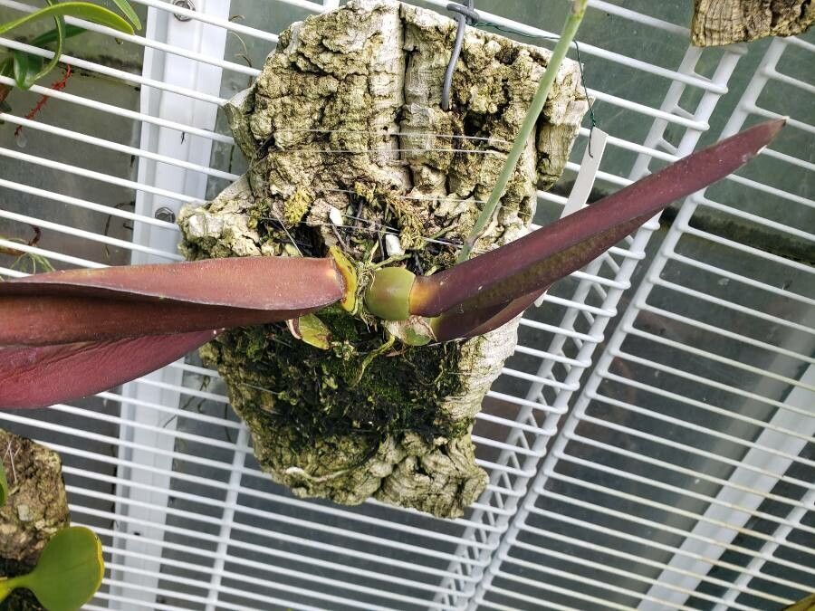 Trichocentrum splendidum leaf