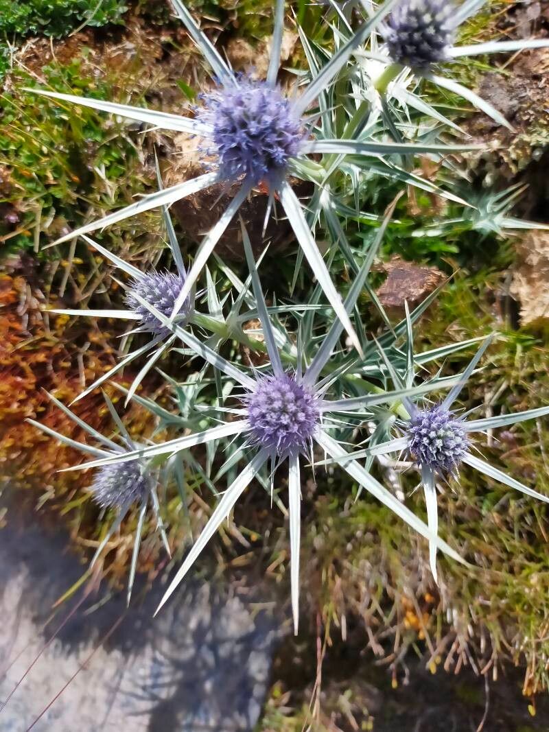 Eryngium glaciale flower