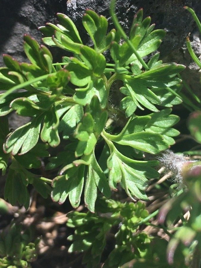 Anemone baldensis leaf