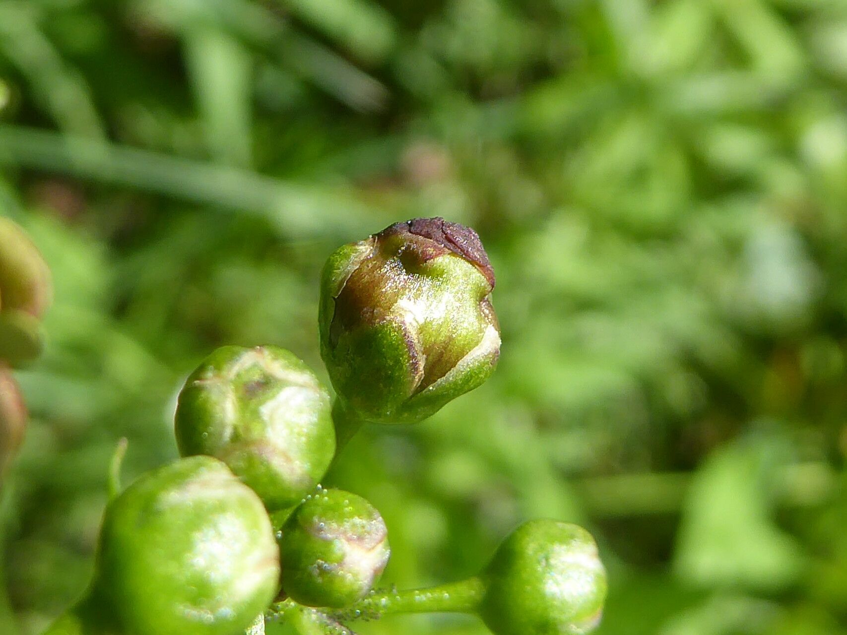 Scrophularia alpestris flower