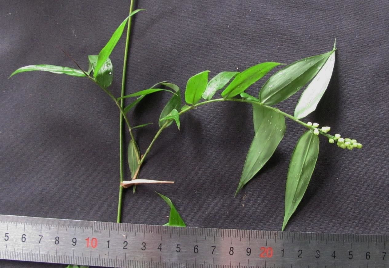 Lasiacis rugelii other