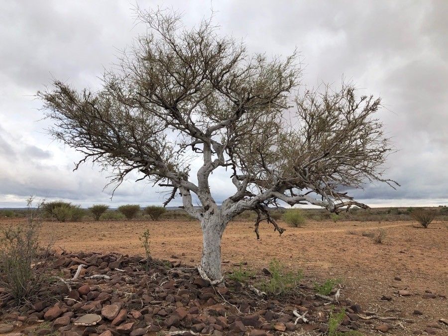 Boscia albitrunca bark