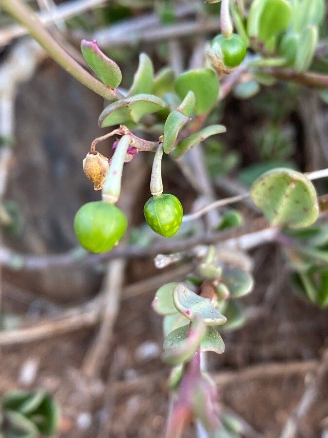 Talinum portulacifolium fruit