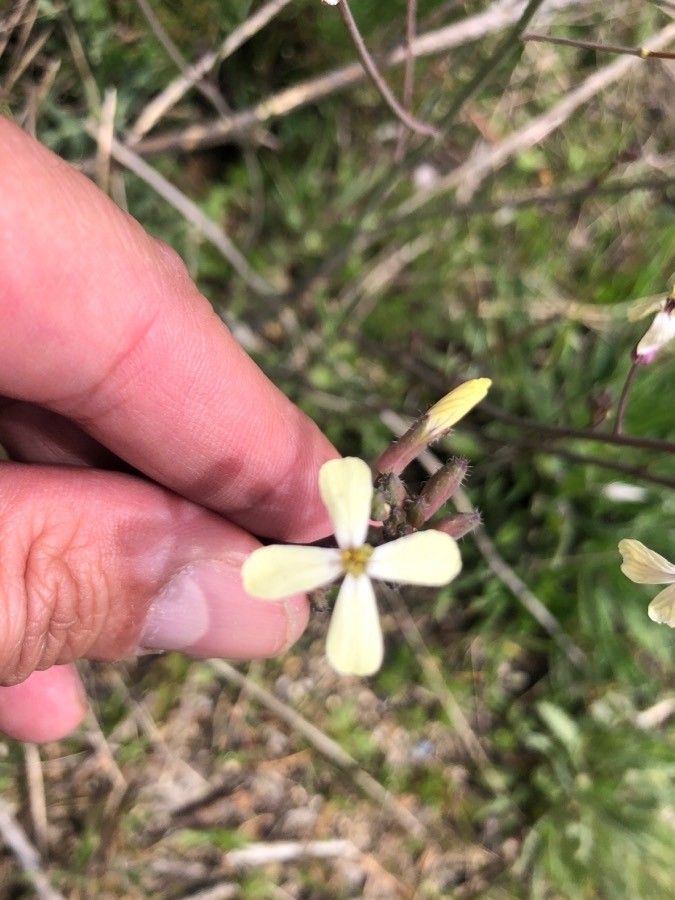 Brassica barrelieri flower