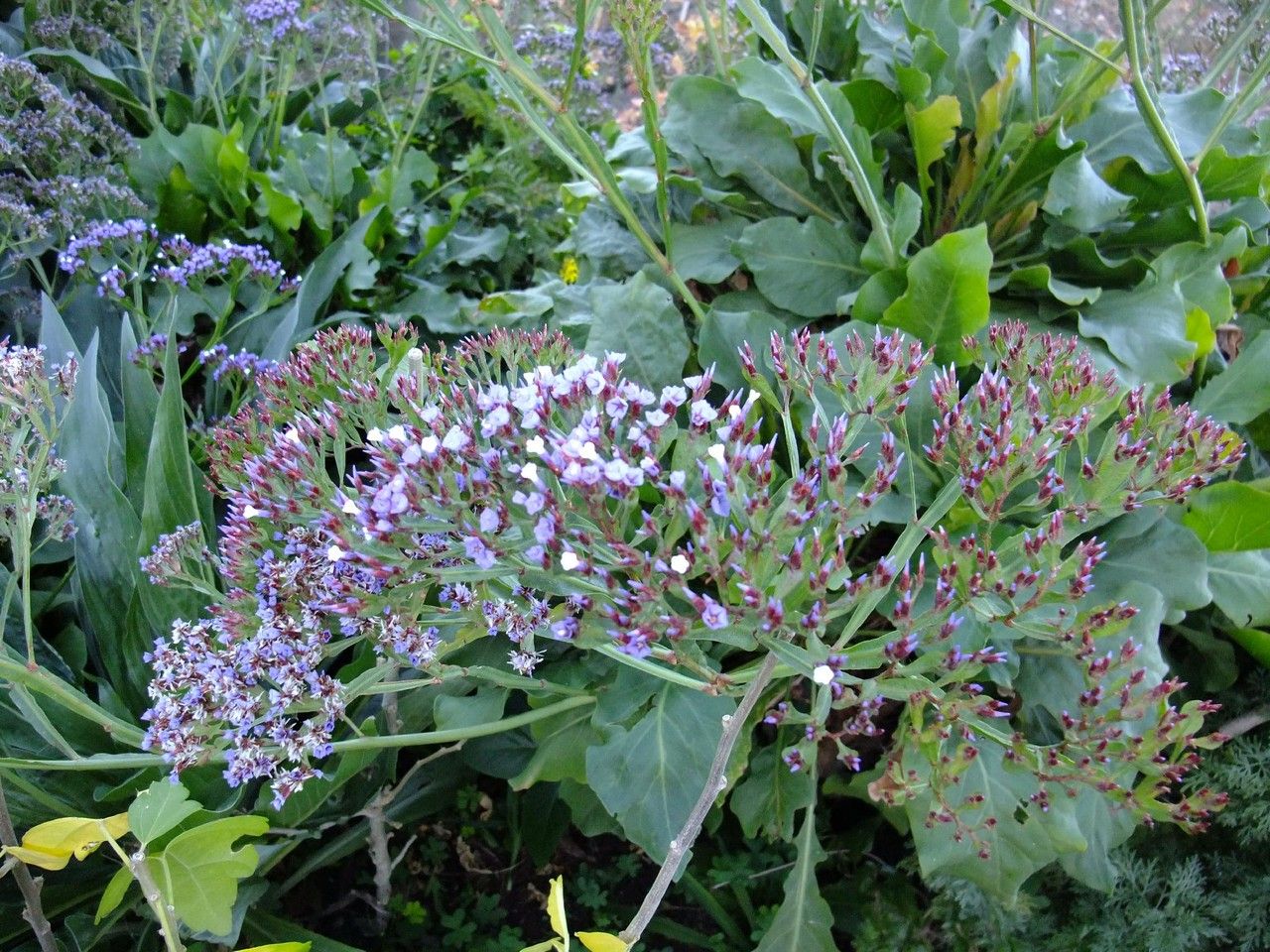 Limonium frutescens habit