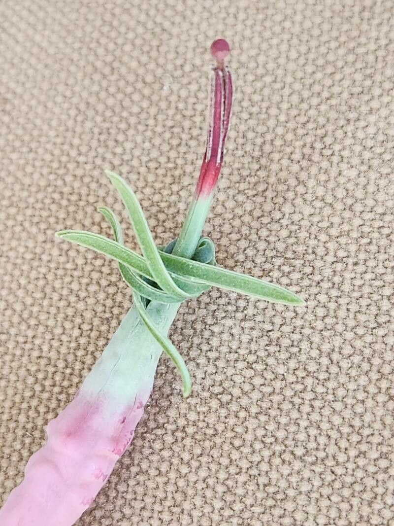 Plicosepalus meridianus flower