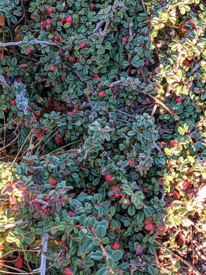 Cotoneaster cochleatus fruit
