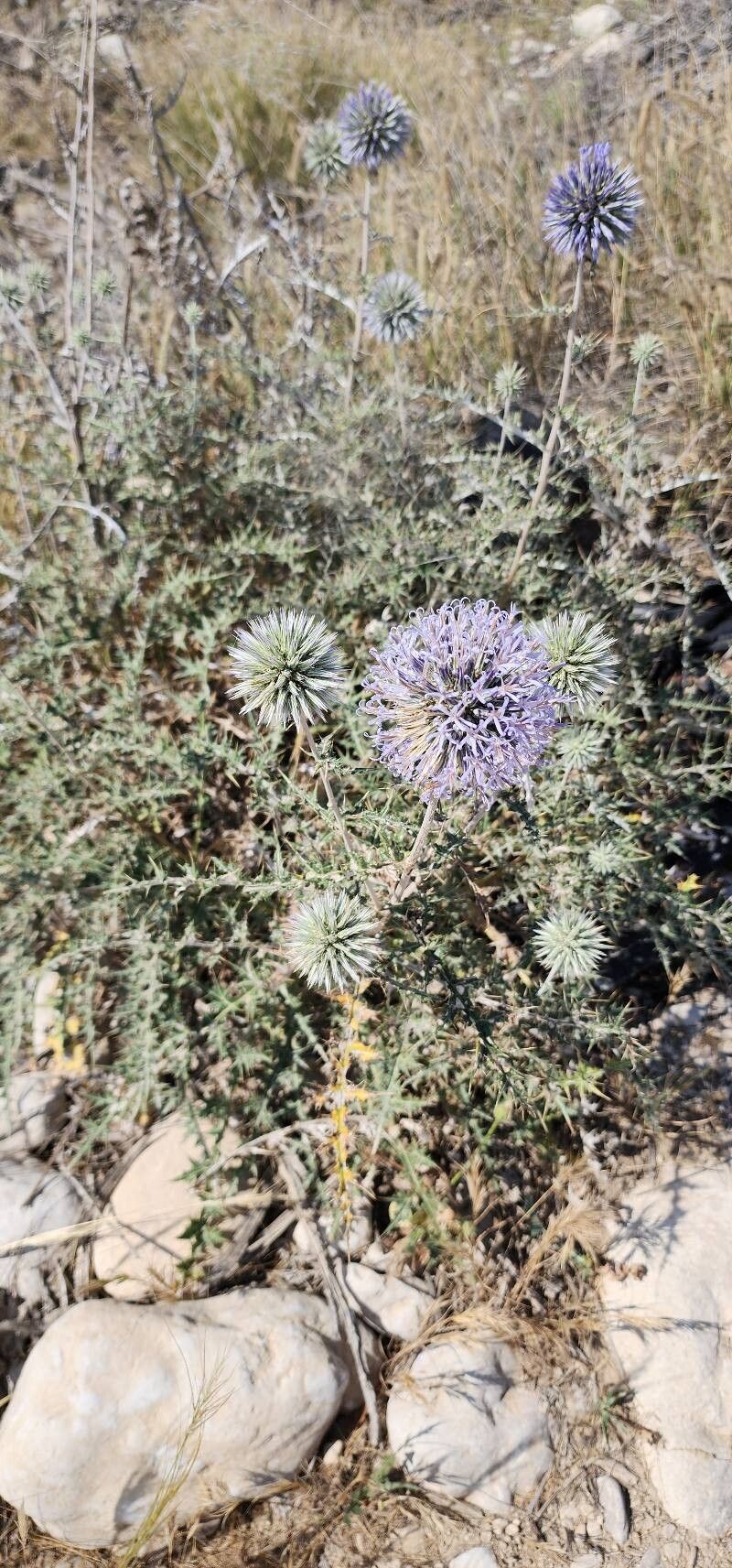 Echinops orientalis habit