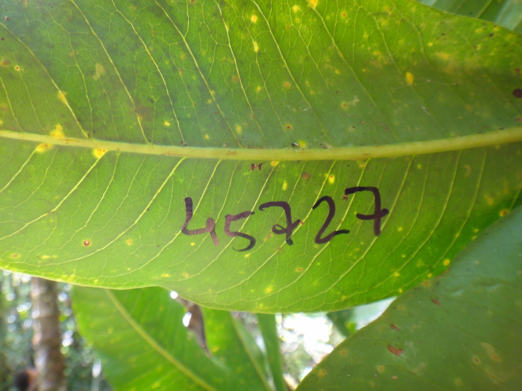 Plerandra leptophylla leaf