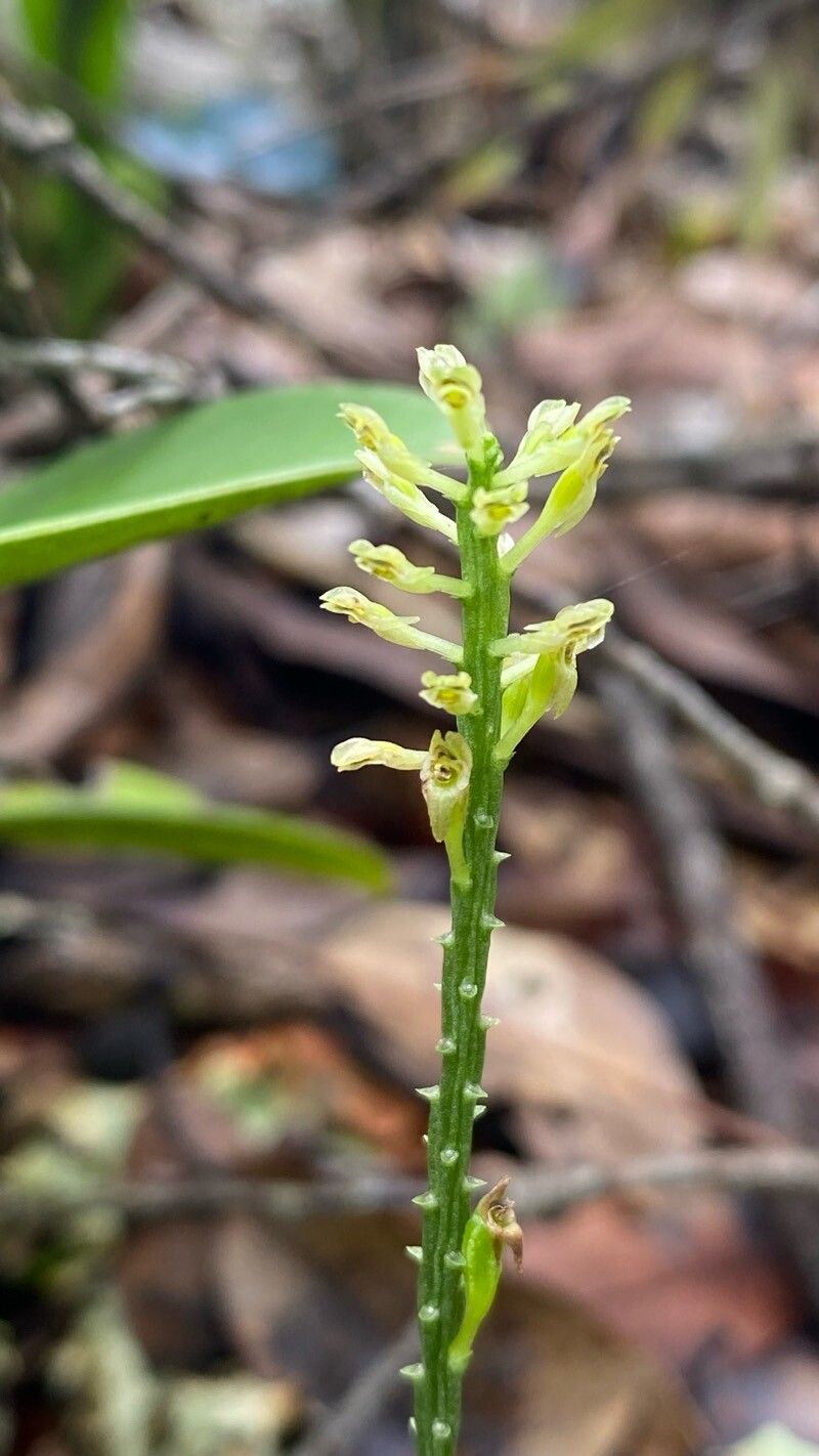 Malaxis maianthemifolia flower
