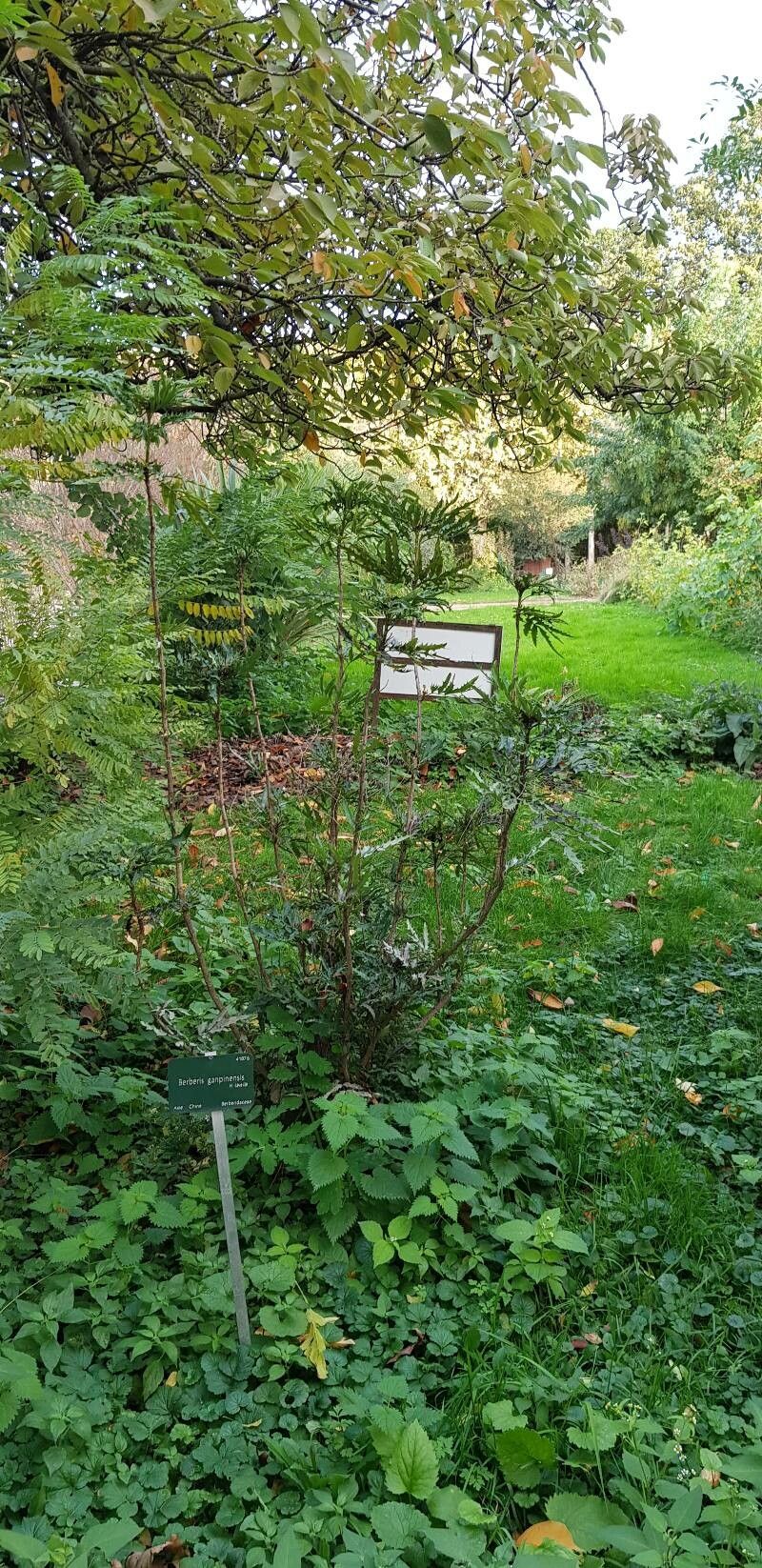 Berberis ganpinensis habit