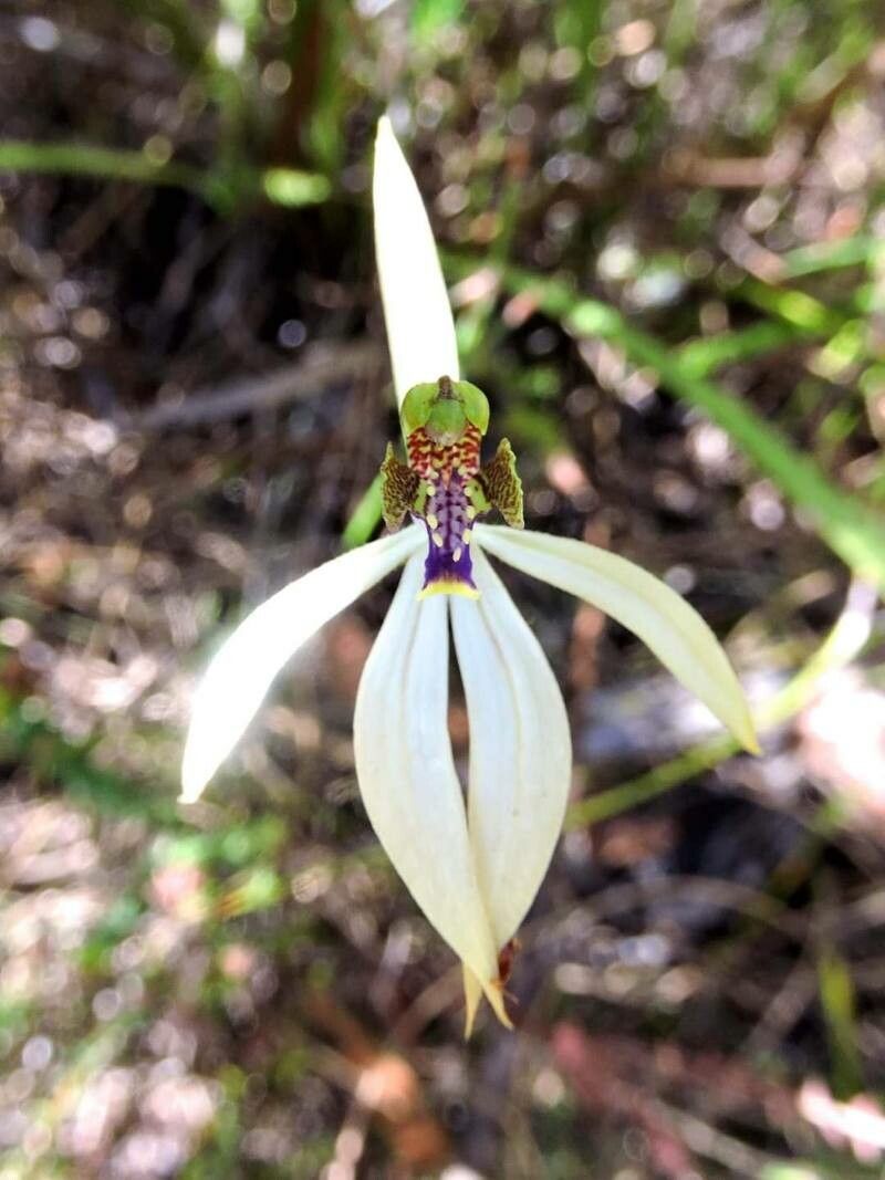 Praecoxanthus aphyllus — houseplant care guide