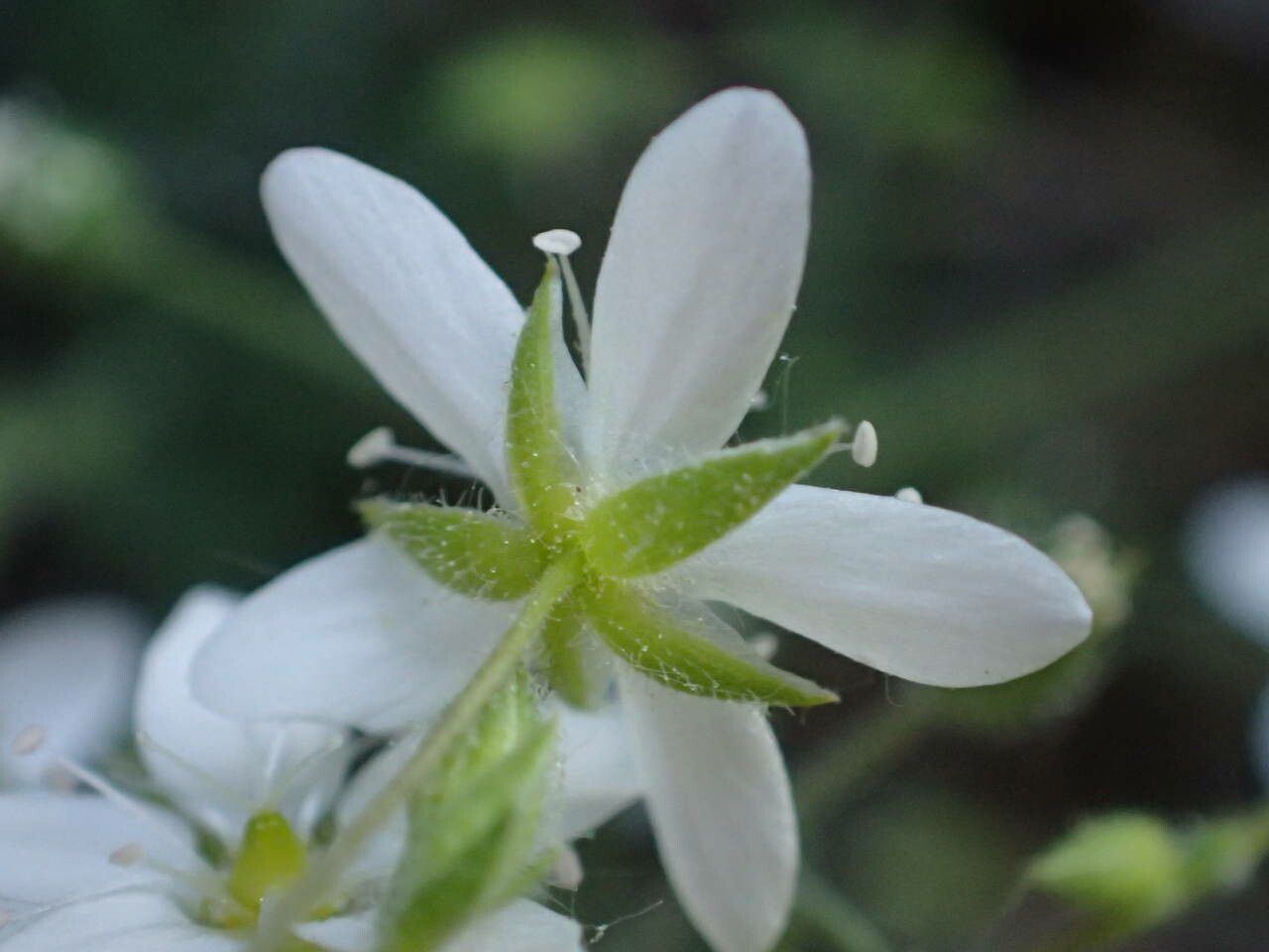 Arenaria hispida flower