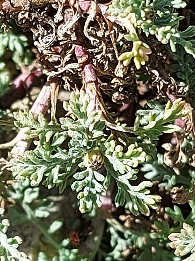 Anacyclus homogamos leaf