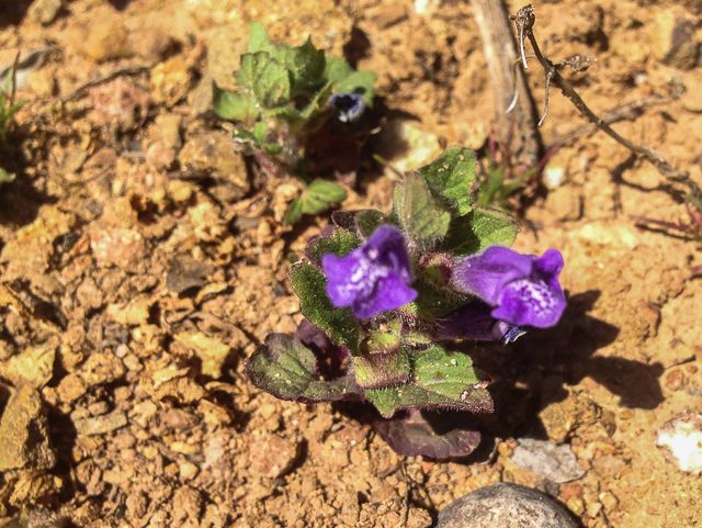 Scutellaria tuberosa habit
