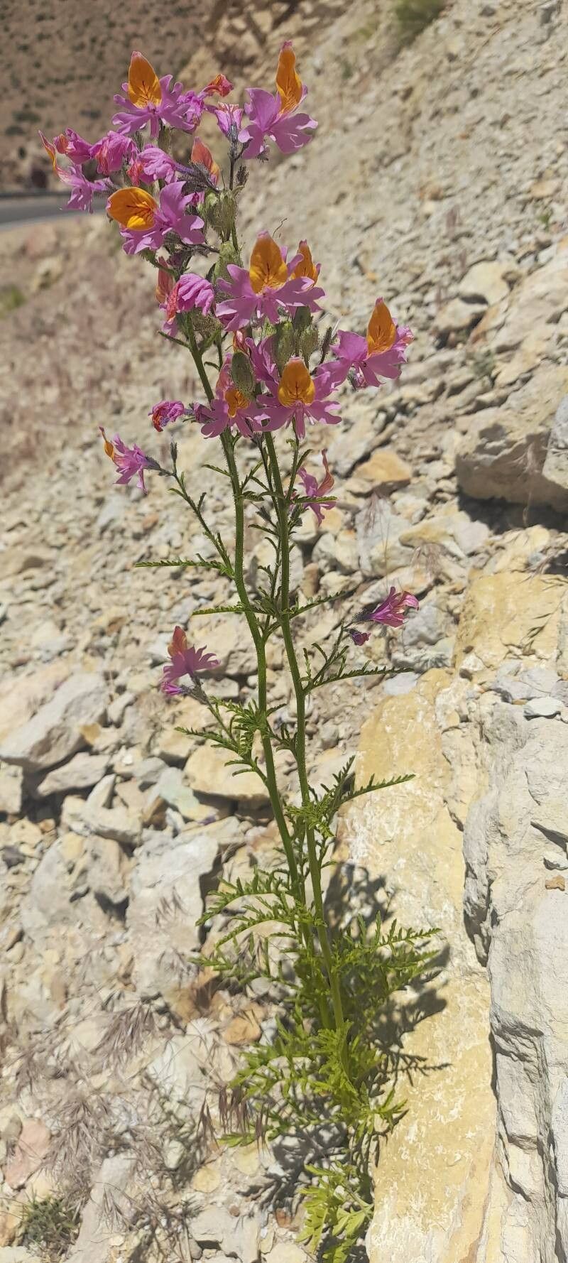 Schizanthus grahamii habit