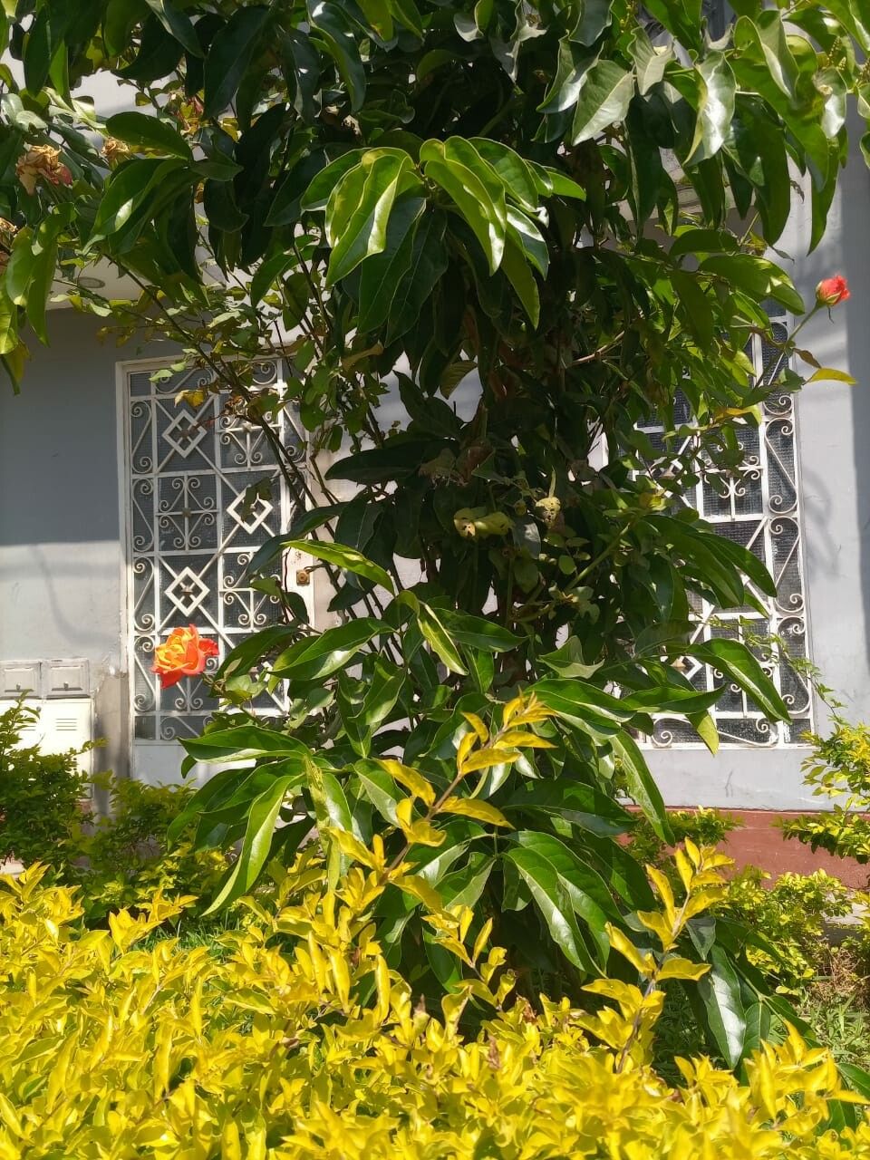 Harpullia pendula — search result for 'Sapindaceae'