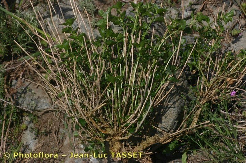 Mercurialis corsica habit