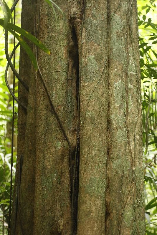 Minquartia guianensis bark