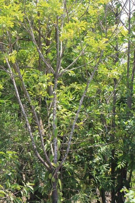 Zanthoxylum heterophyllum habit