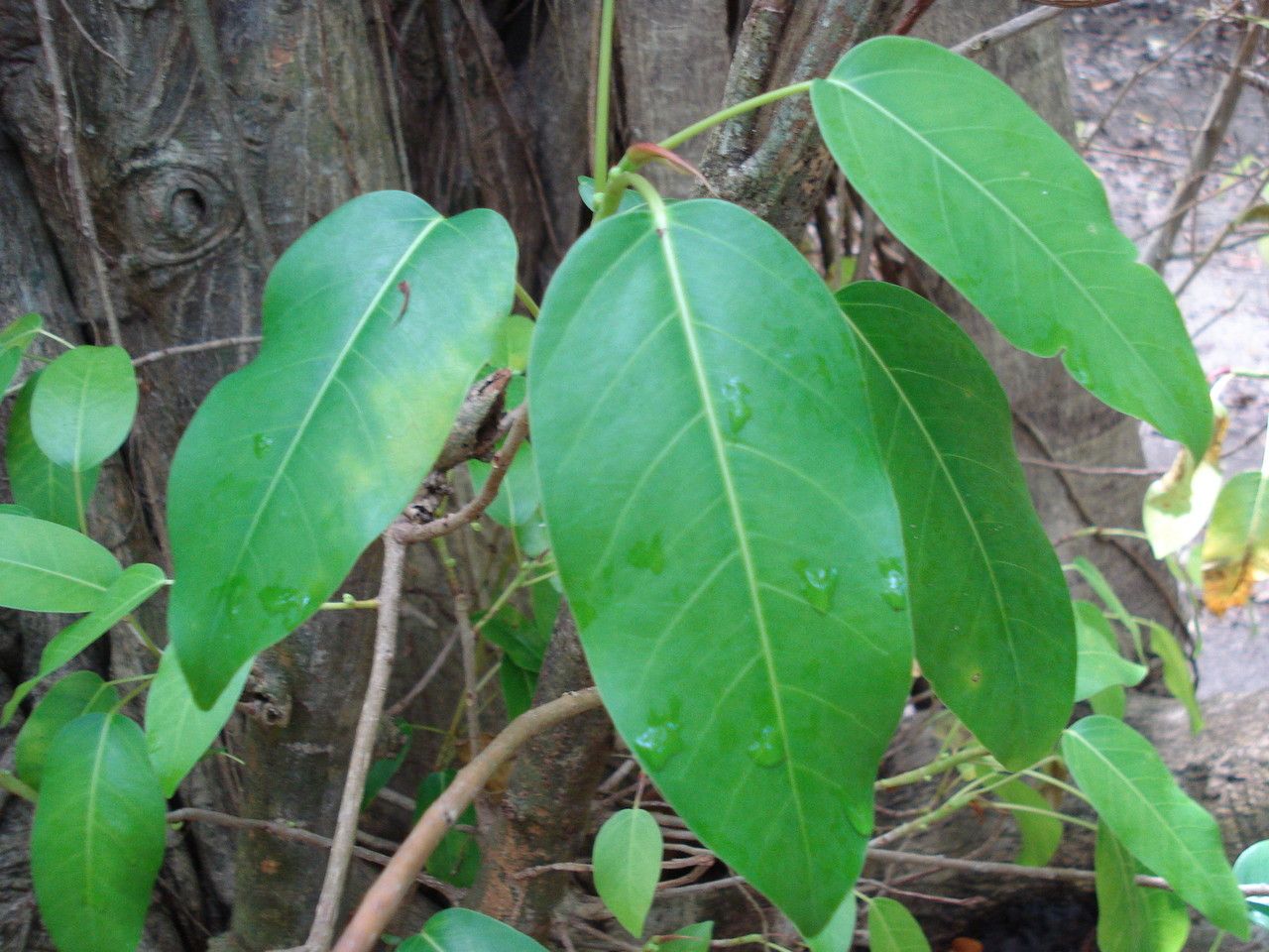 Ficus prolixa leaf