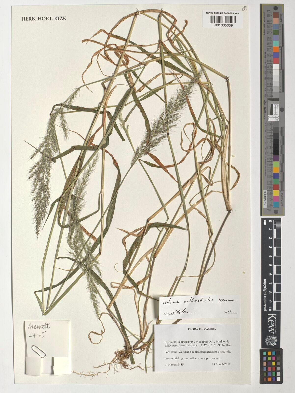 Setaria orthosticha — houseplant care guide