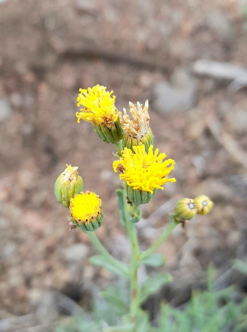Senecio pinachensis flower