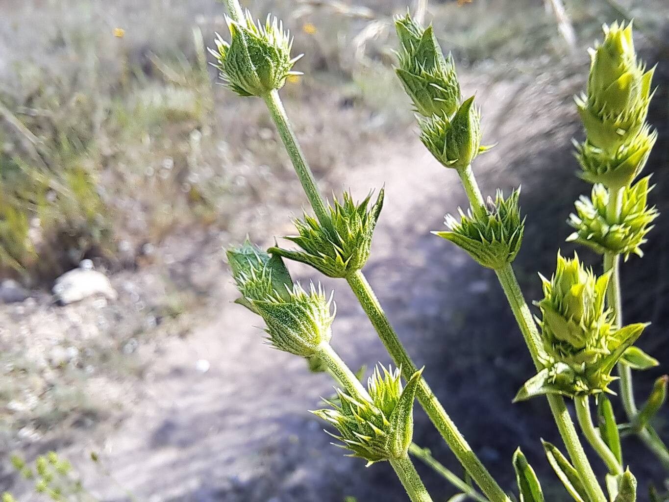 Sideritis arborescens flower