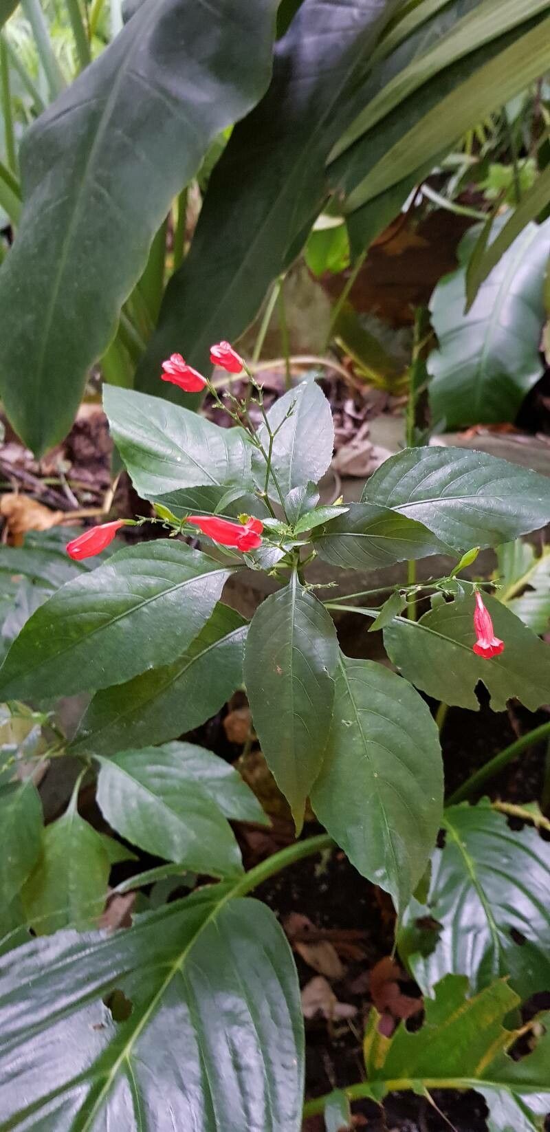 Ruellia brevifolia habit